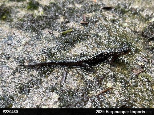 Northern Slimy Salamander