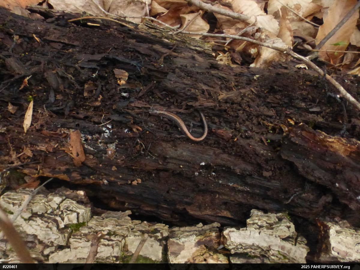 Eastern Red-backed  Salamander