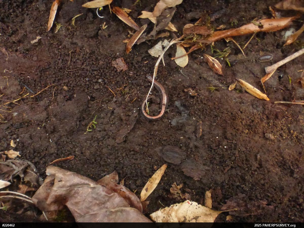Eastern Red-backed  Salamander