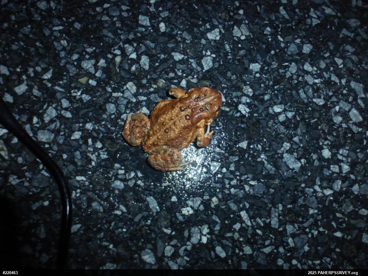 Eastern American Toad