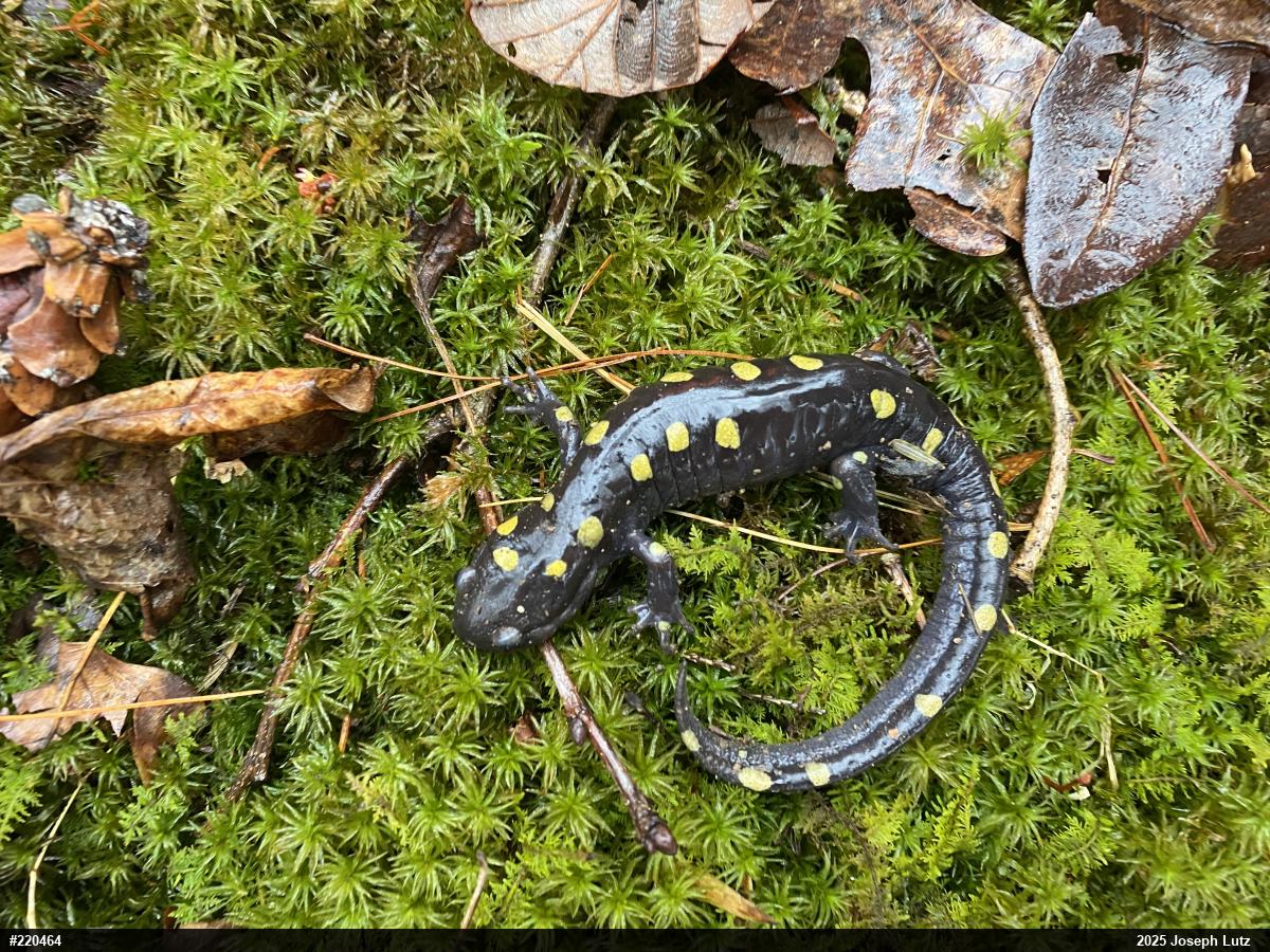 Spotted Salamander