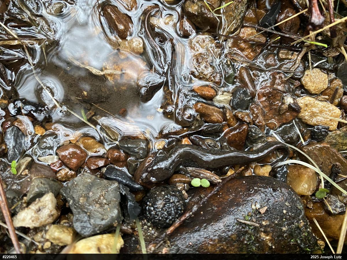Northern Dusky Salamander