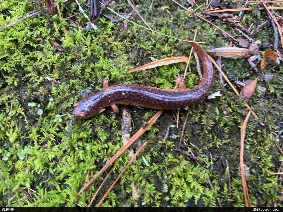 Northern Red Salamander