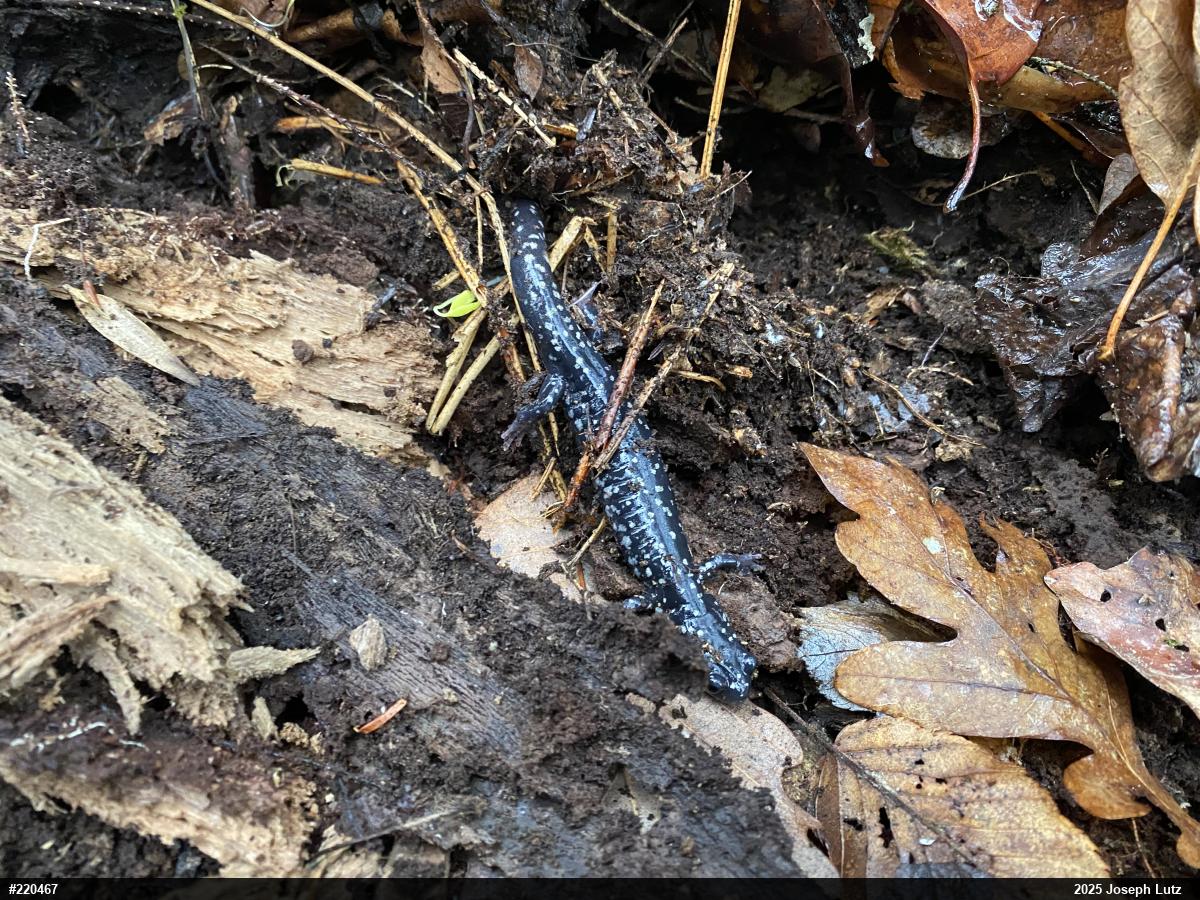 Northern Slimy Salamander