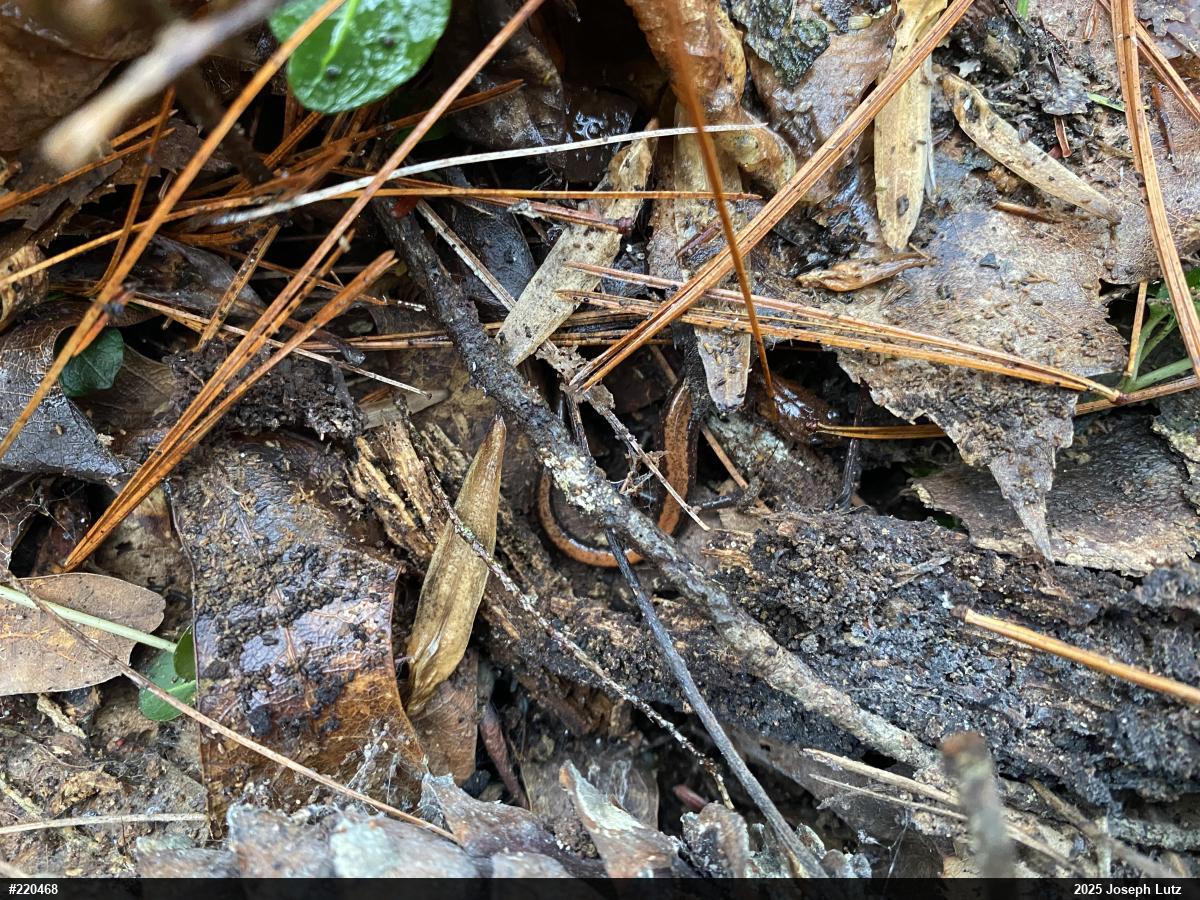 Eastern Red-backed  Salamander
