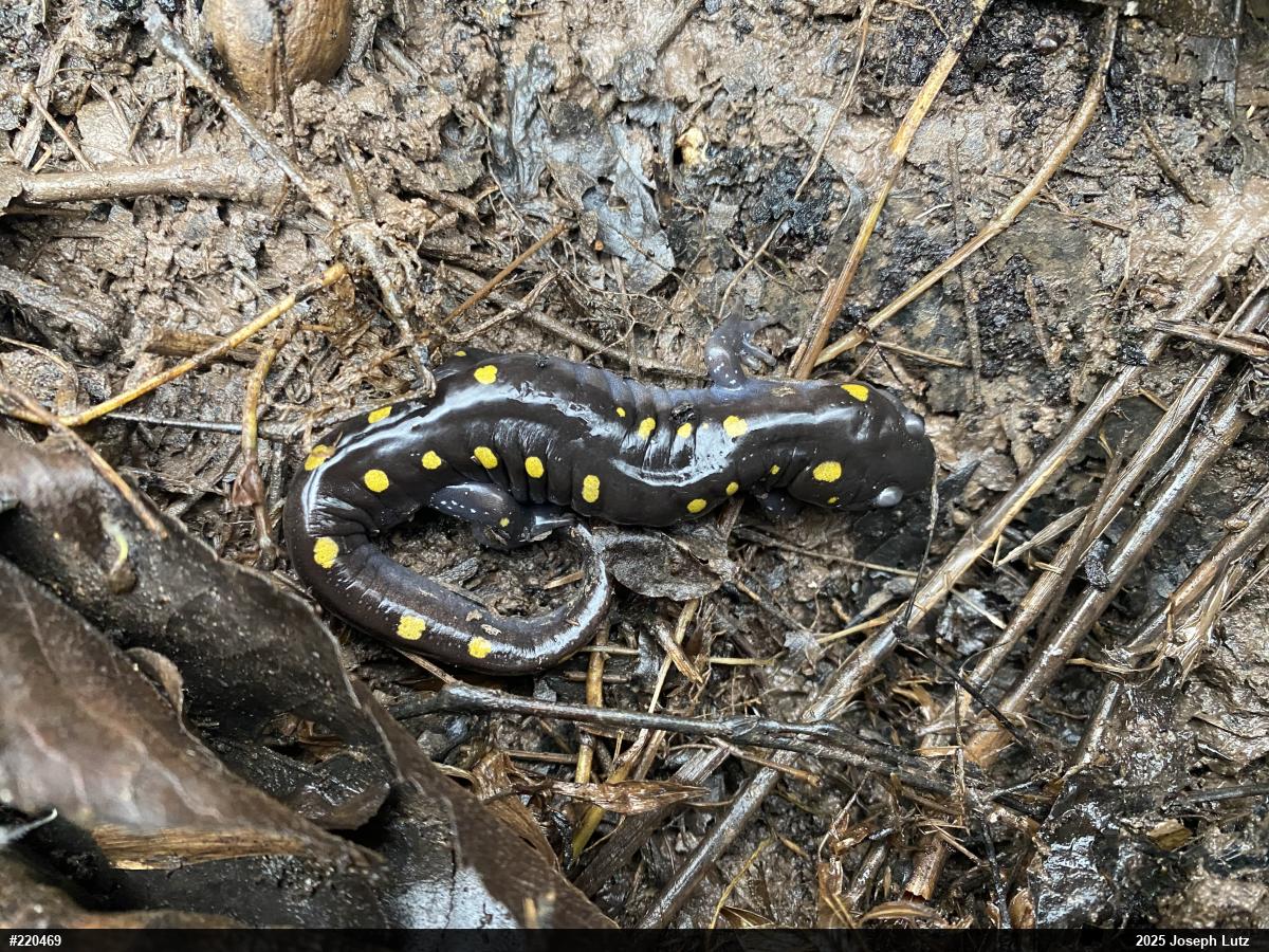 Spotted Salamander