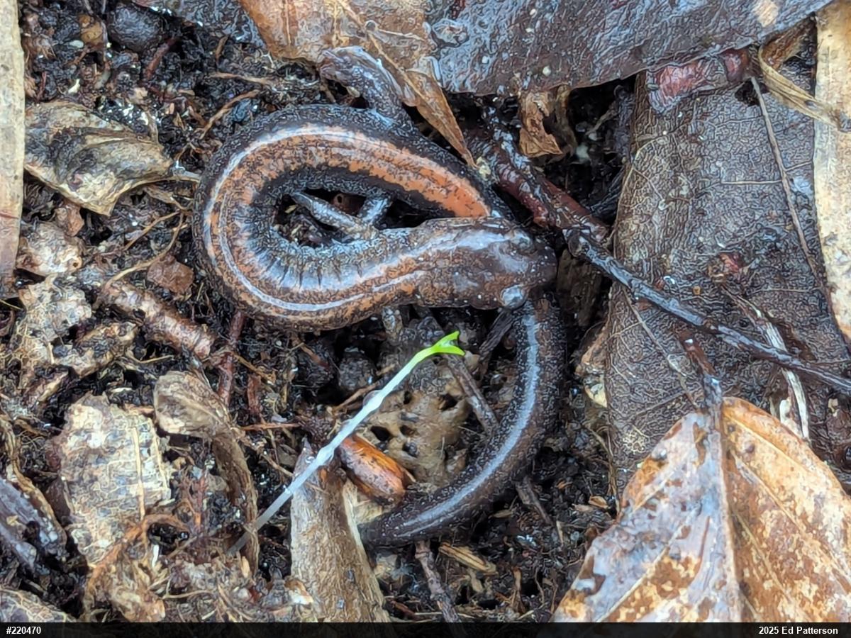 Eastern Red-backed  Salamander