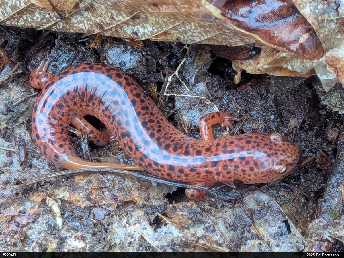 Northern Red Salamander