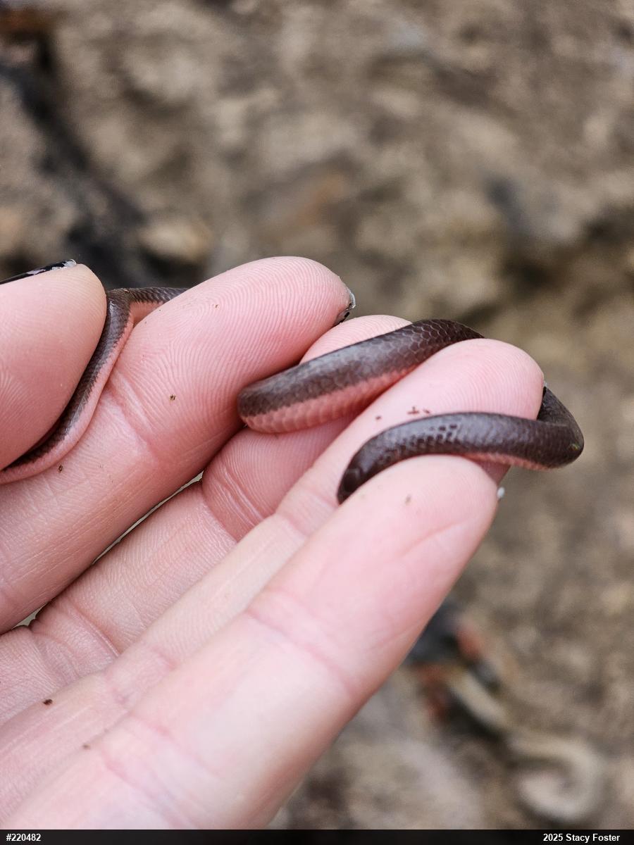 Eastern Wormsnake