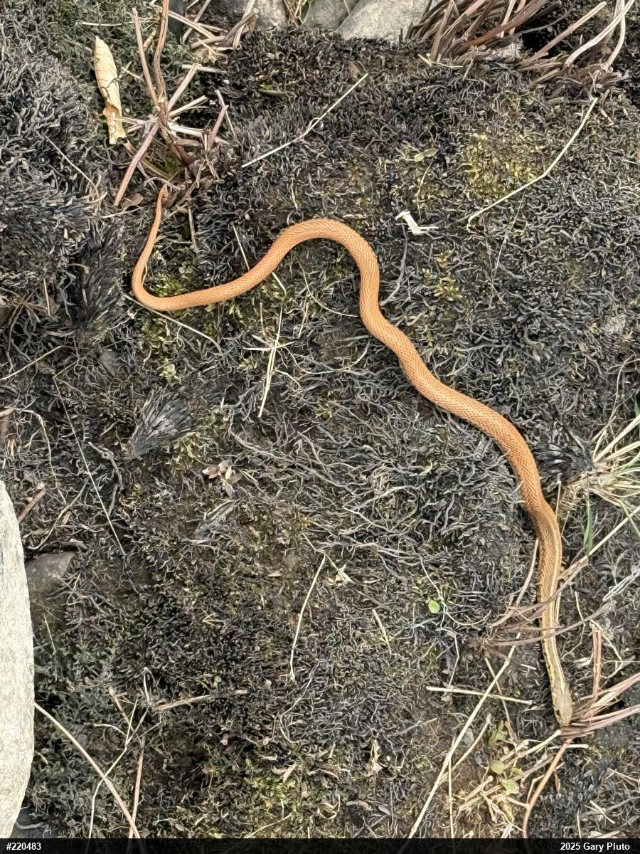 Eastern Gartersnake