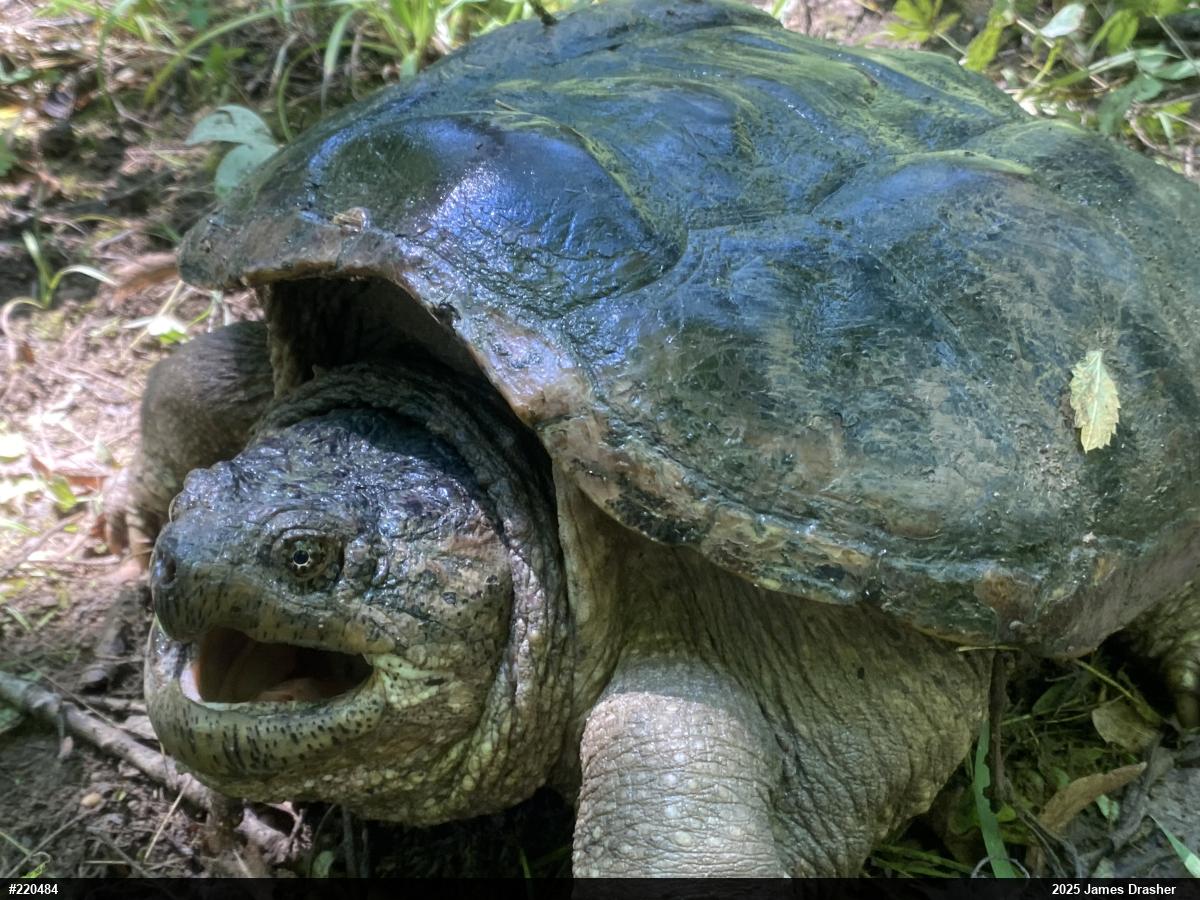Snapping Turtle