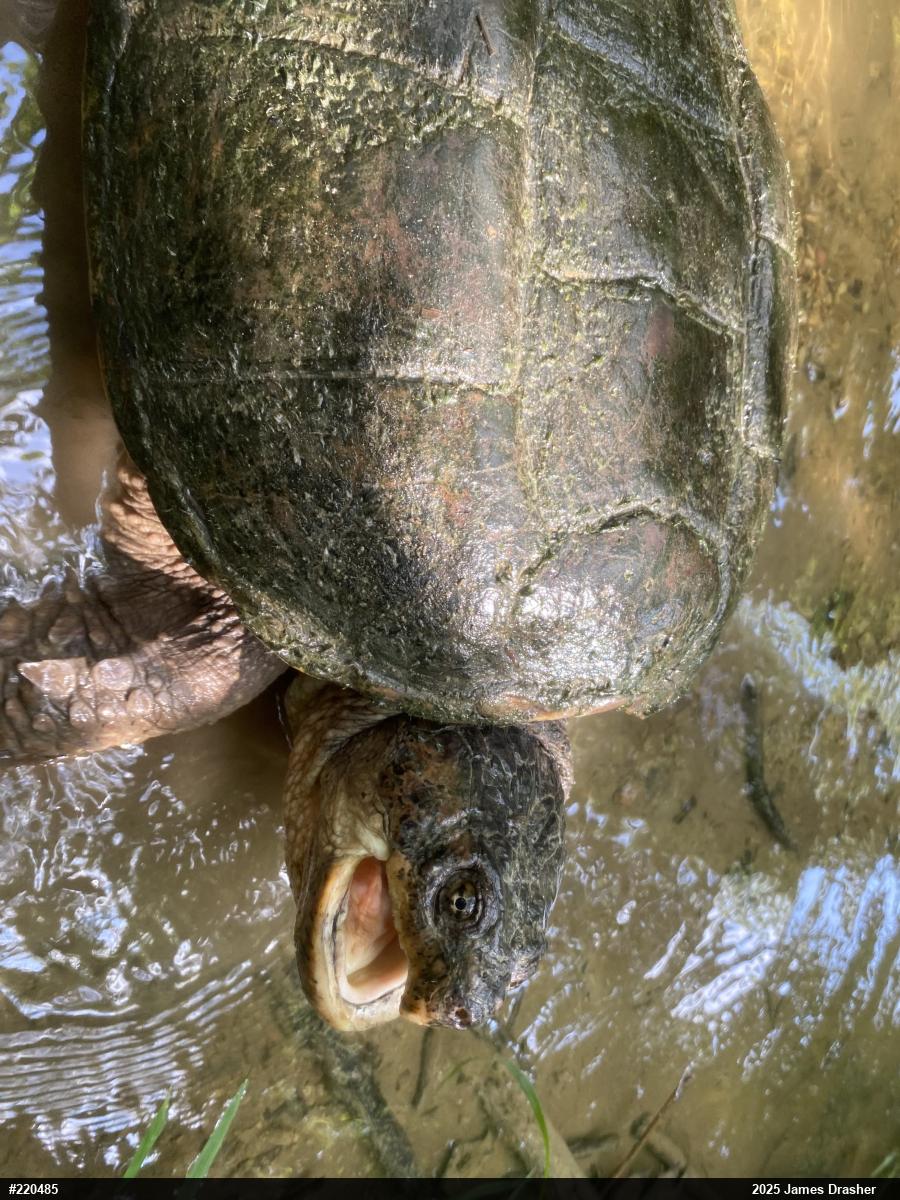 Snapping Turtle