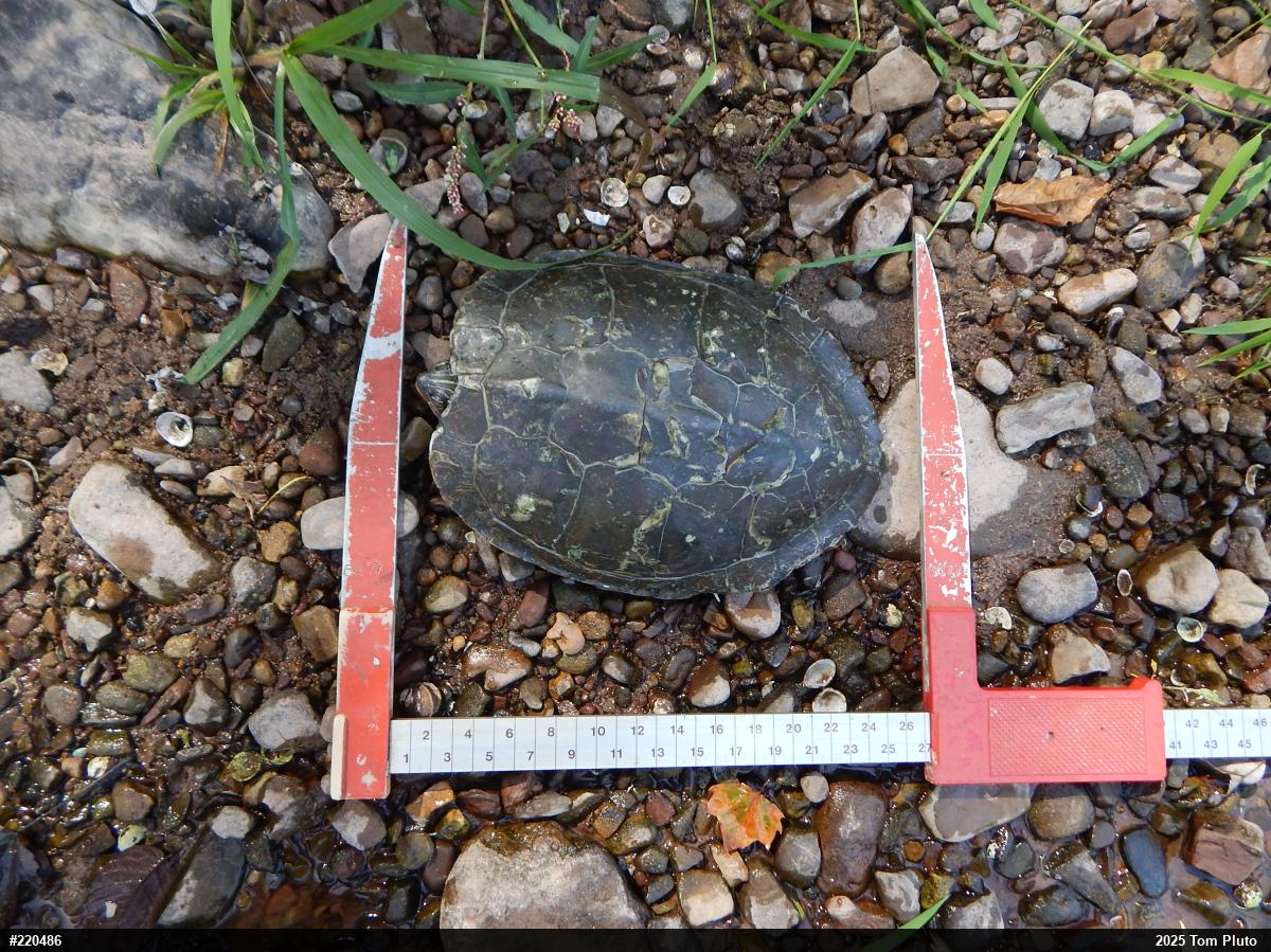Northern Map Turtle