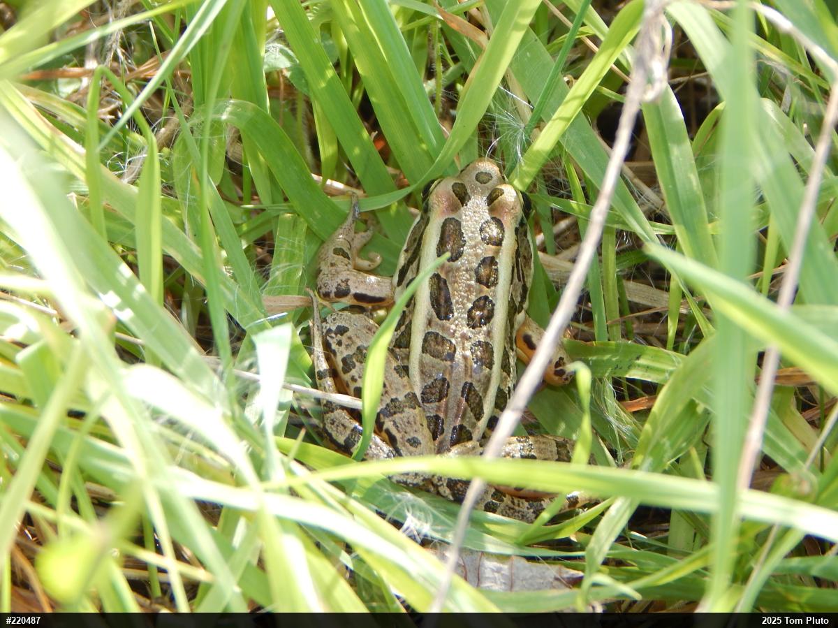 Pickerel Frog