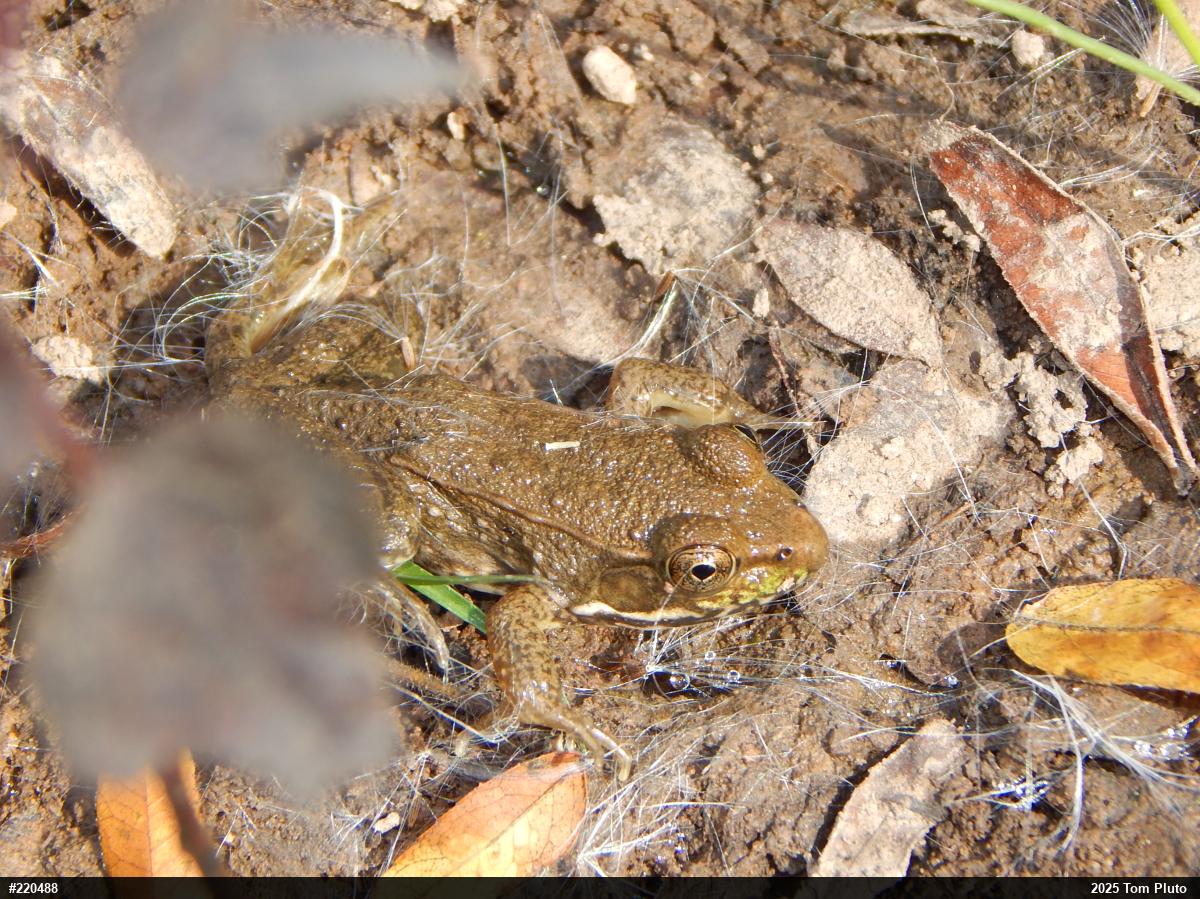Green Frog