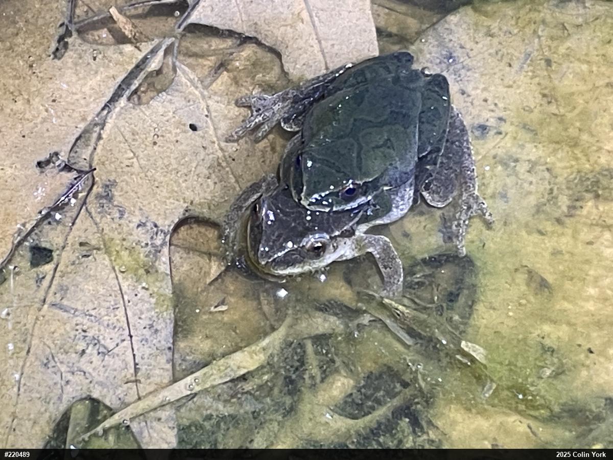 Spring Peeper