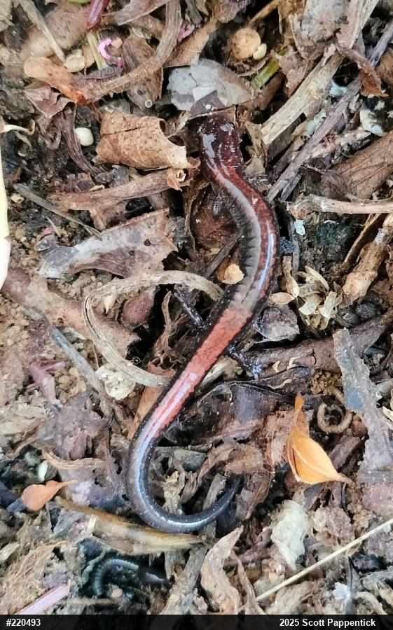 Eastern Red-backed  Salamander