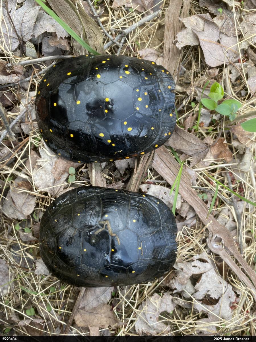 Spotted Turtle
