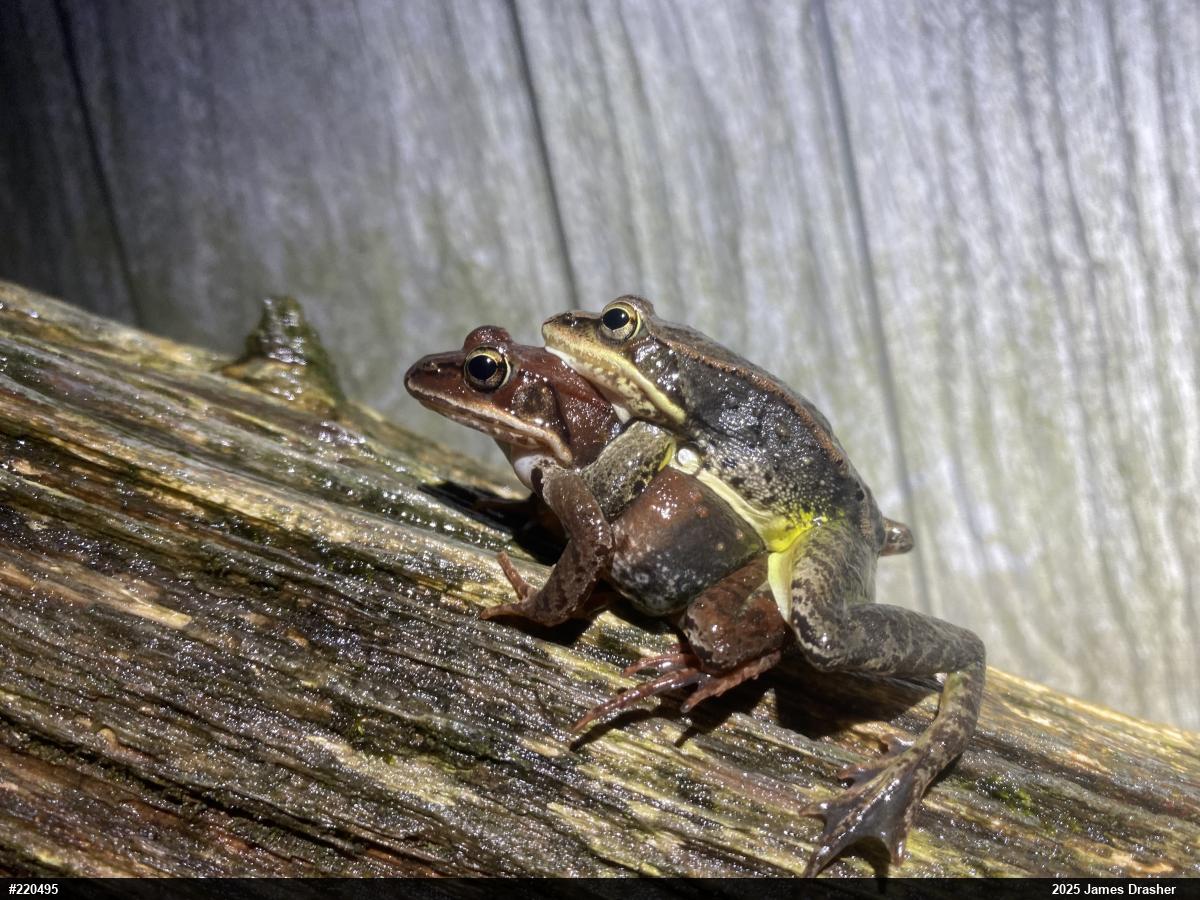 Wood Frog