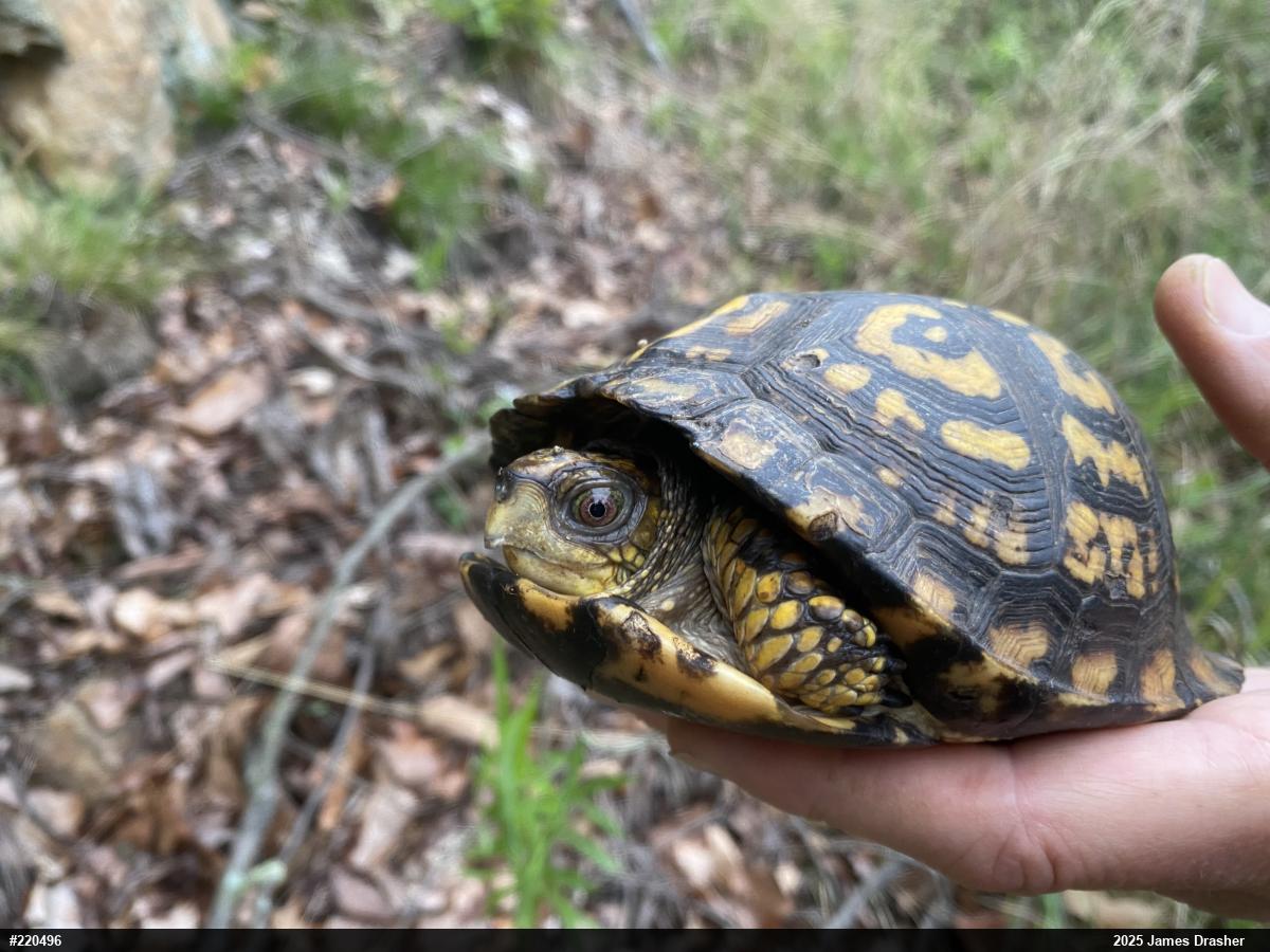 Eastern Box Turtle