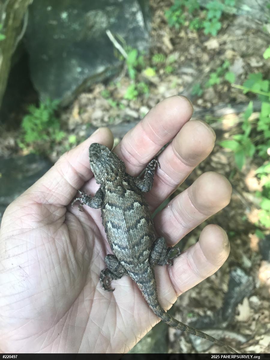 Eastern Fence Lizard