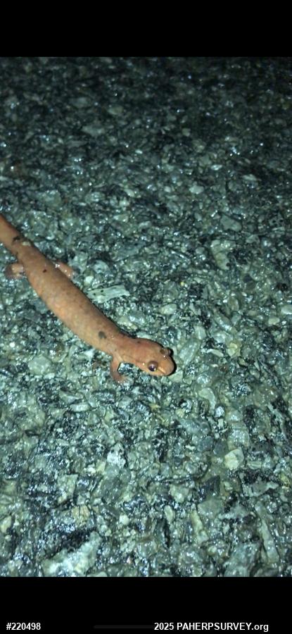 Northern Spring Salamander