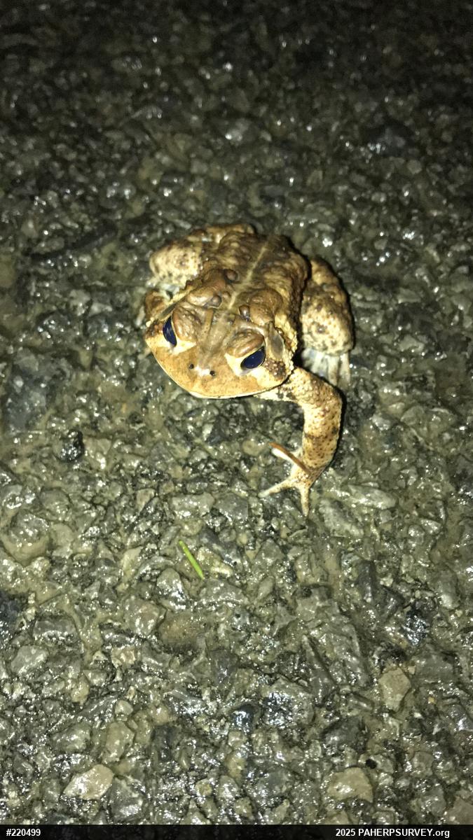 Eastern American Toad