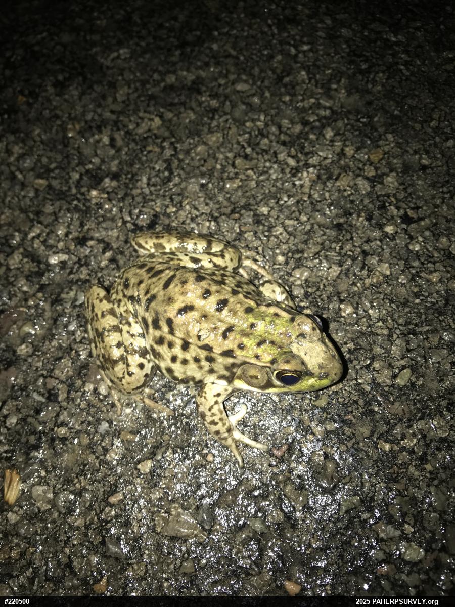 Green Frog