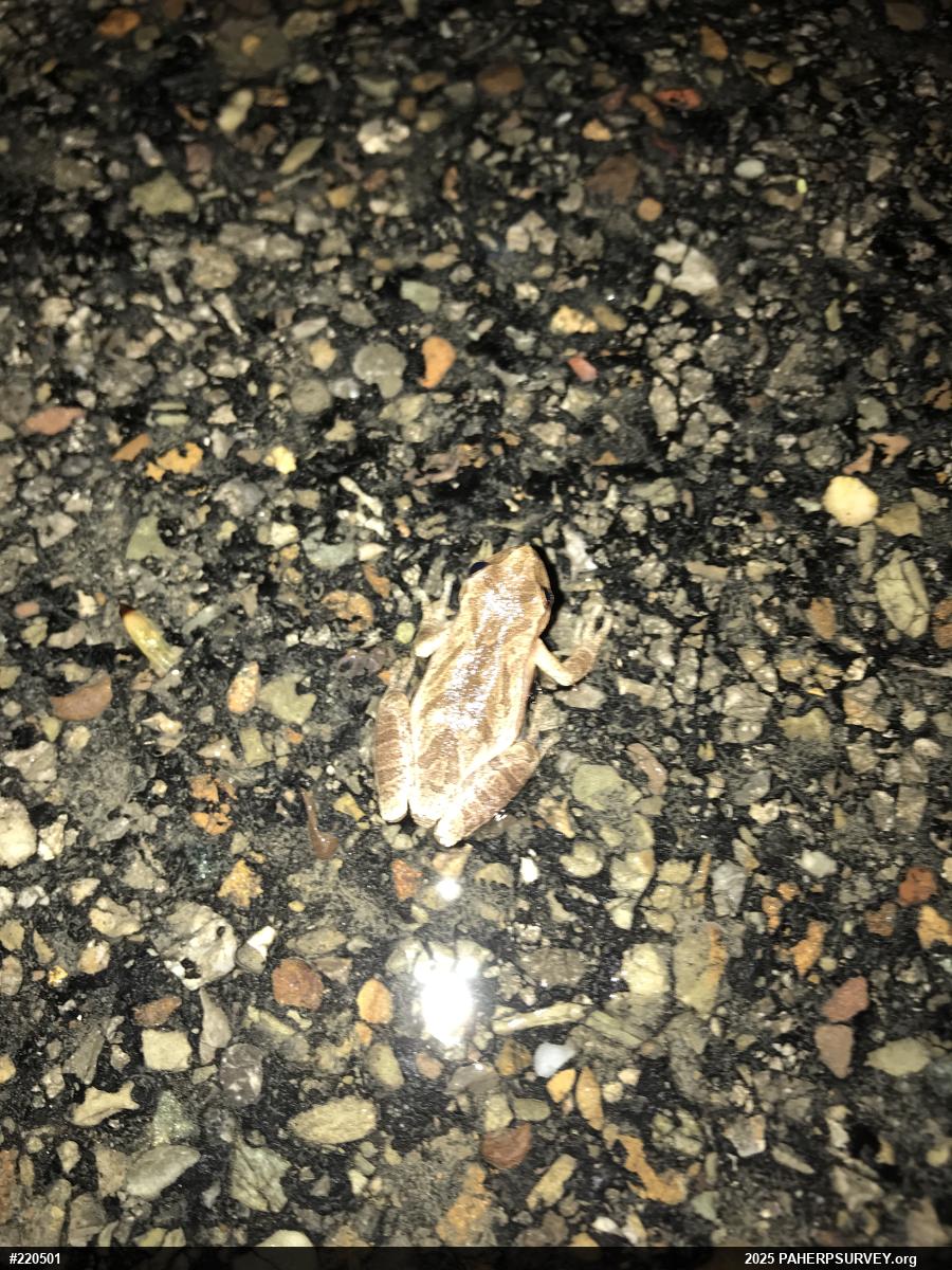 Spring Peeper