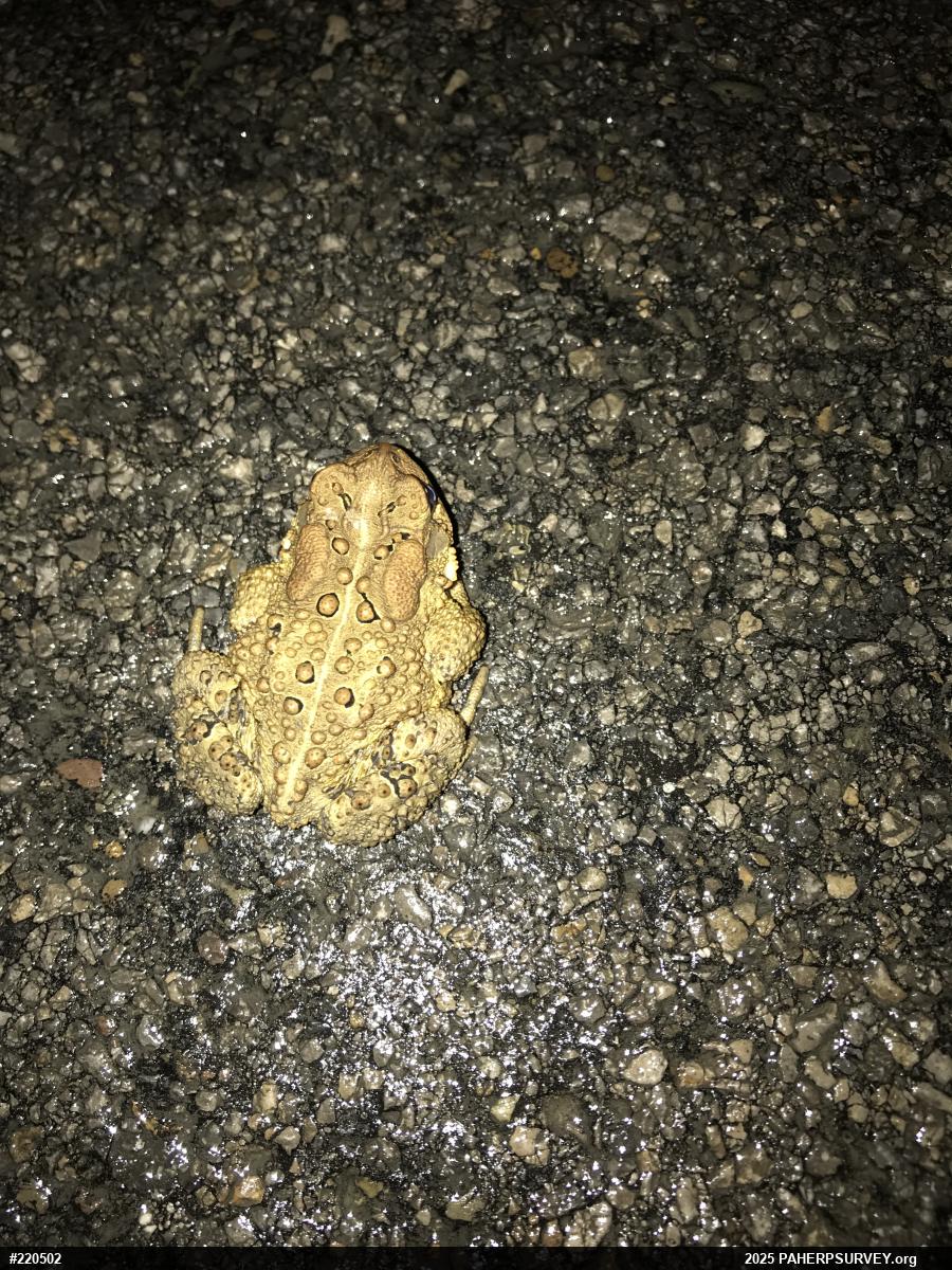 Eastern American Toad