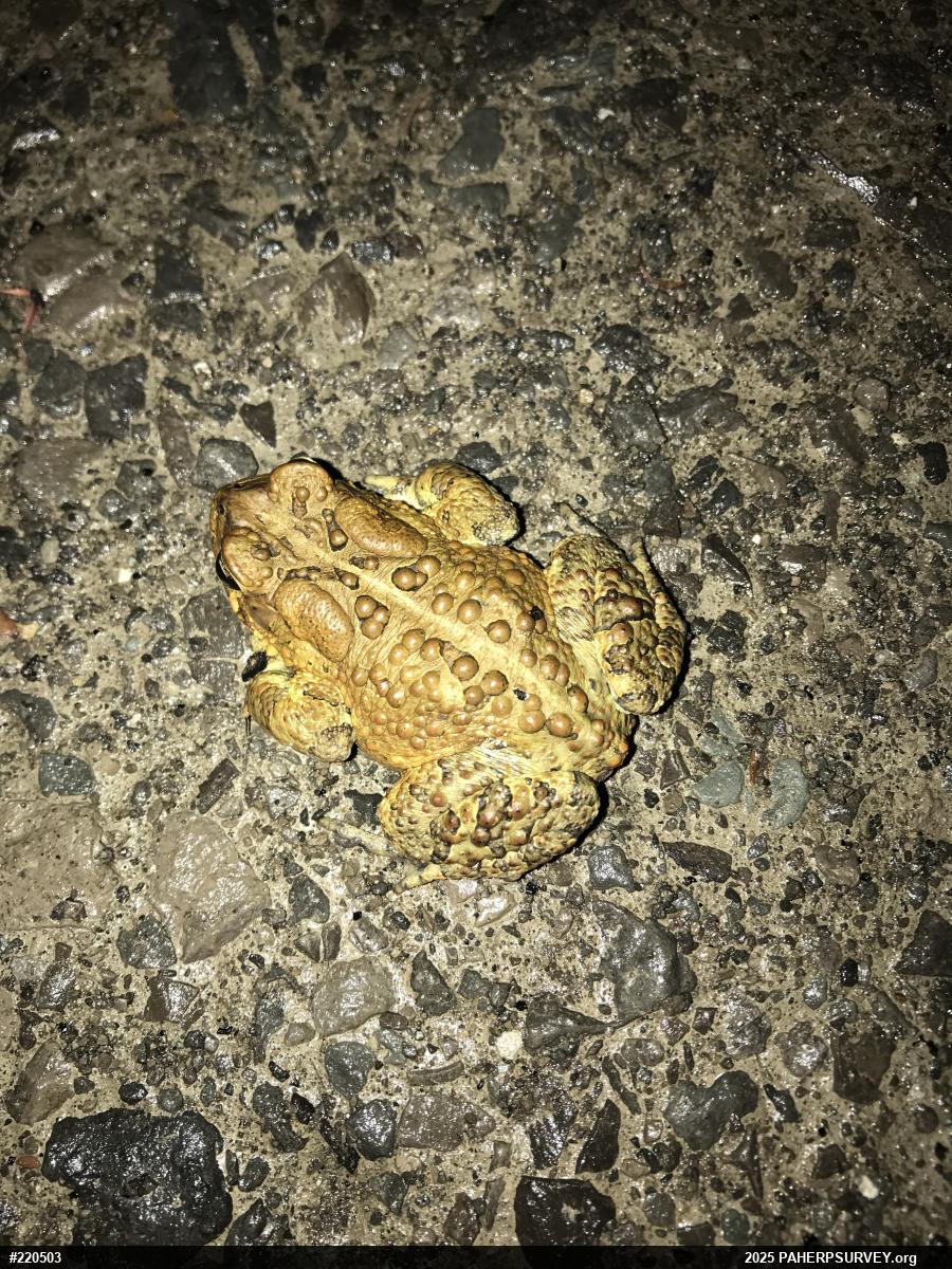 Eastern American Toad