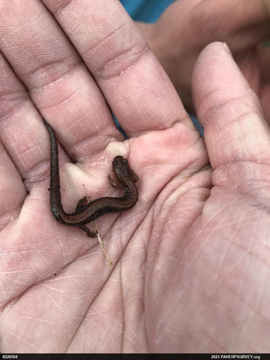 Eastern Red-backed  Salamander