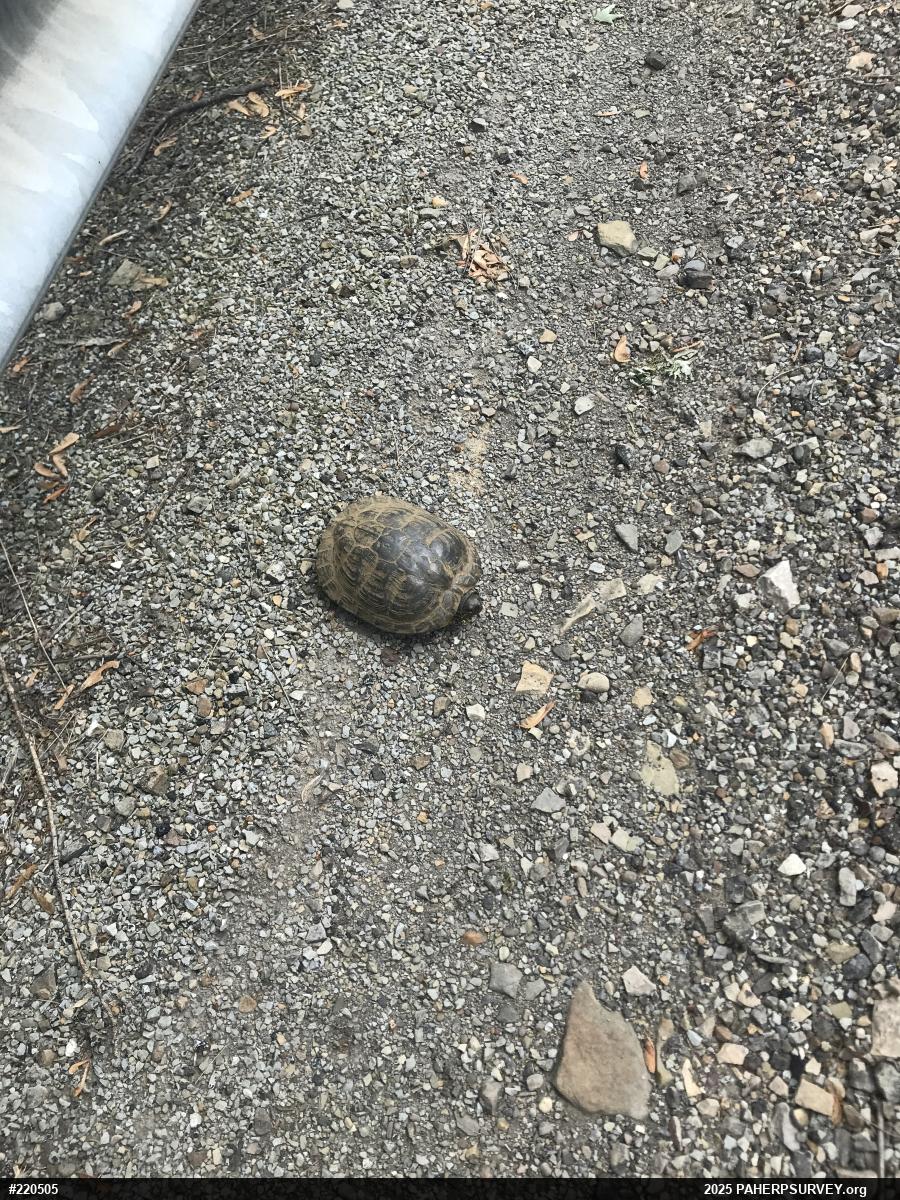 Wood Turtle
