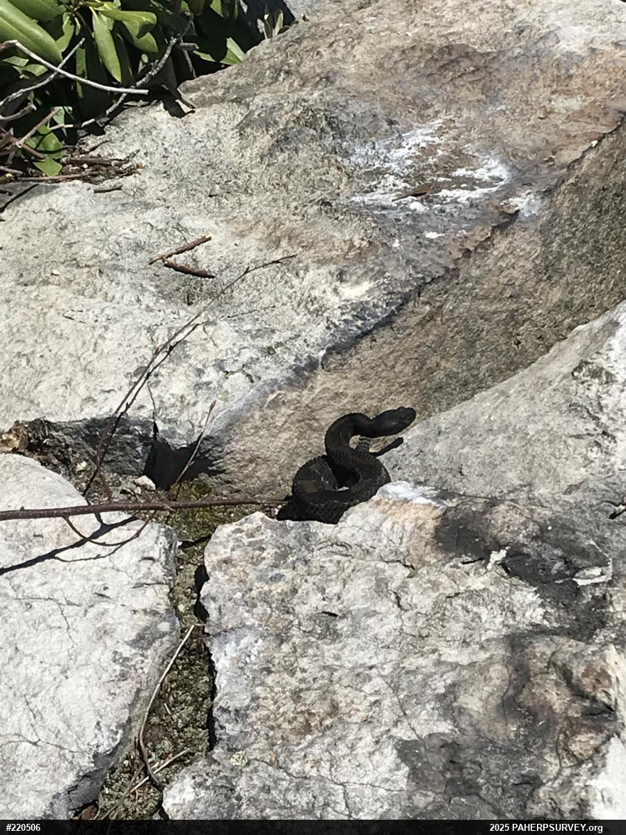 Timber Rattlesnake