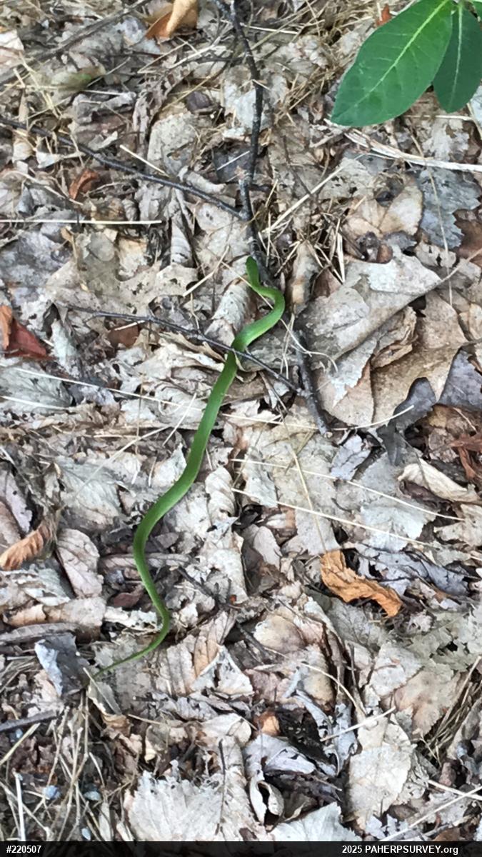 Smooth Greensnake