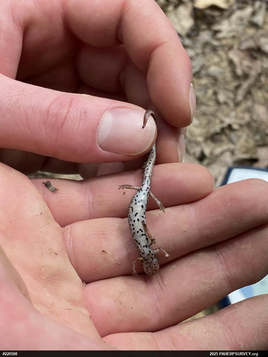 Four-toed Salamander