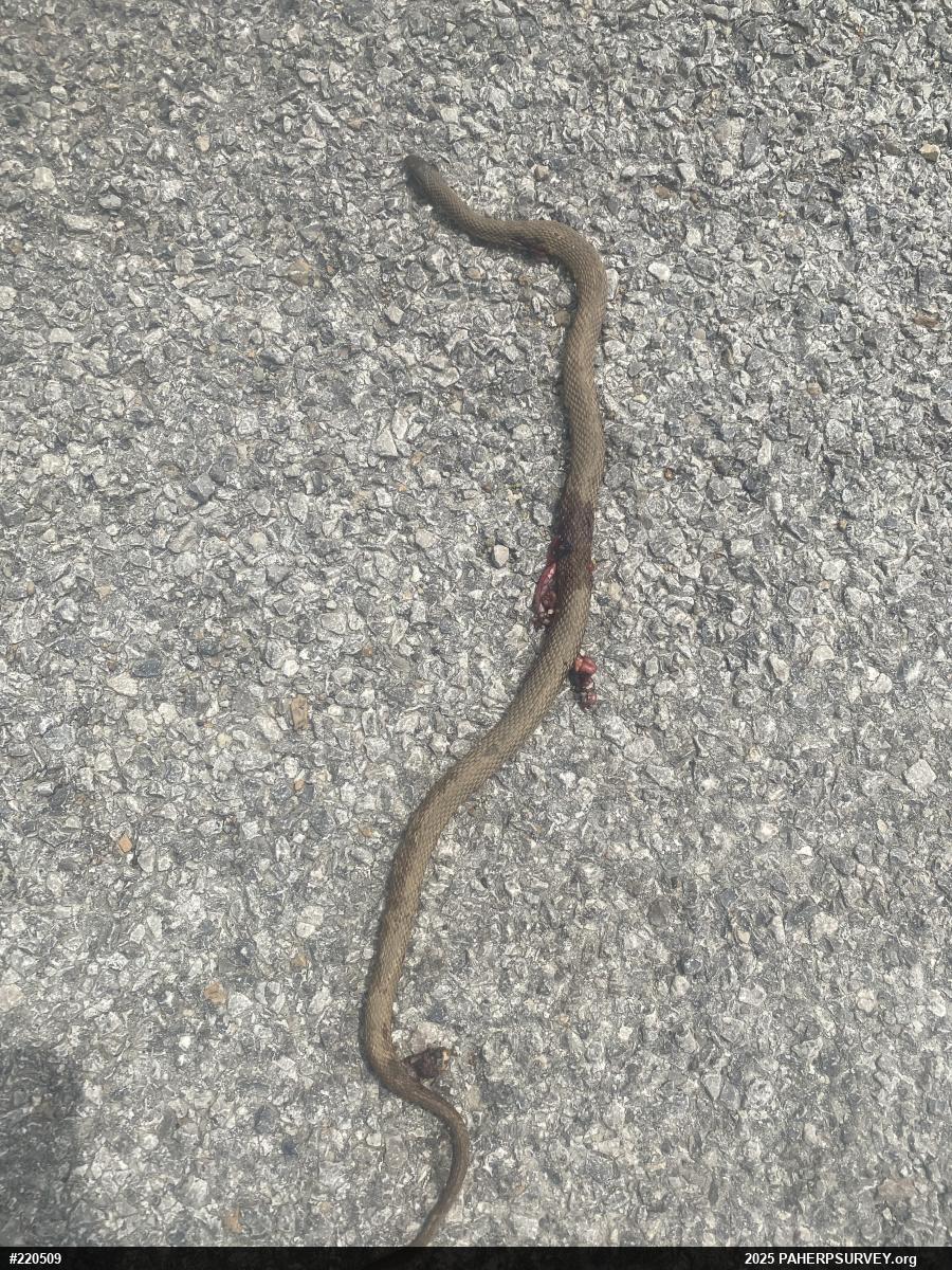 Queensnake