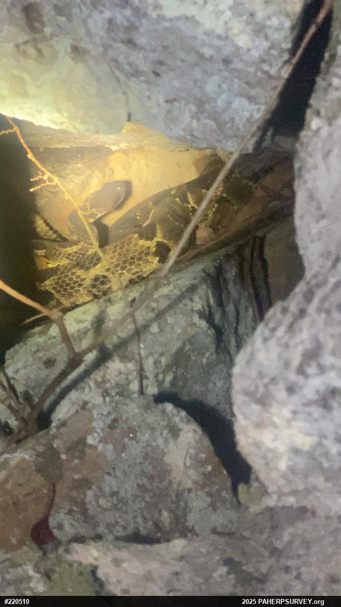 Timber Rattlesnake