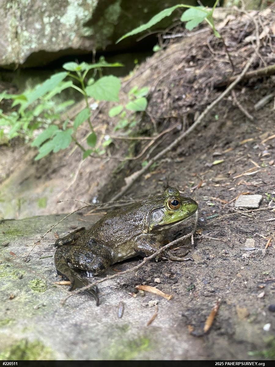 American Bullfrog