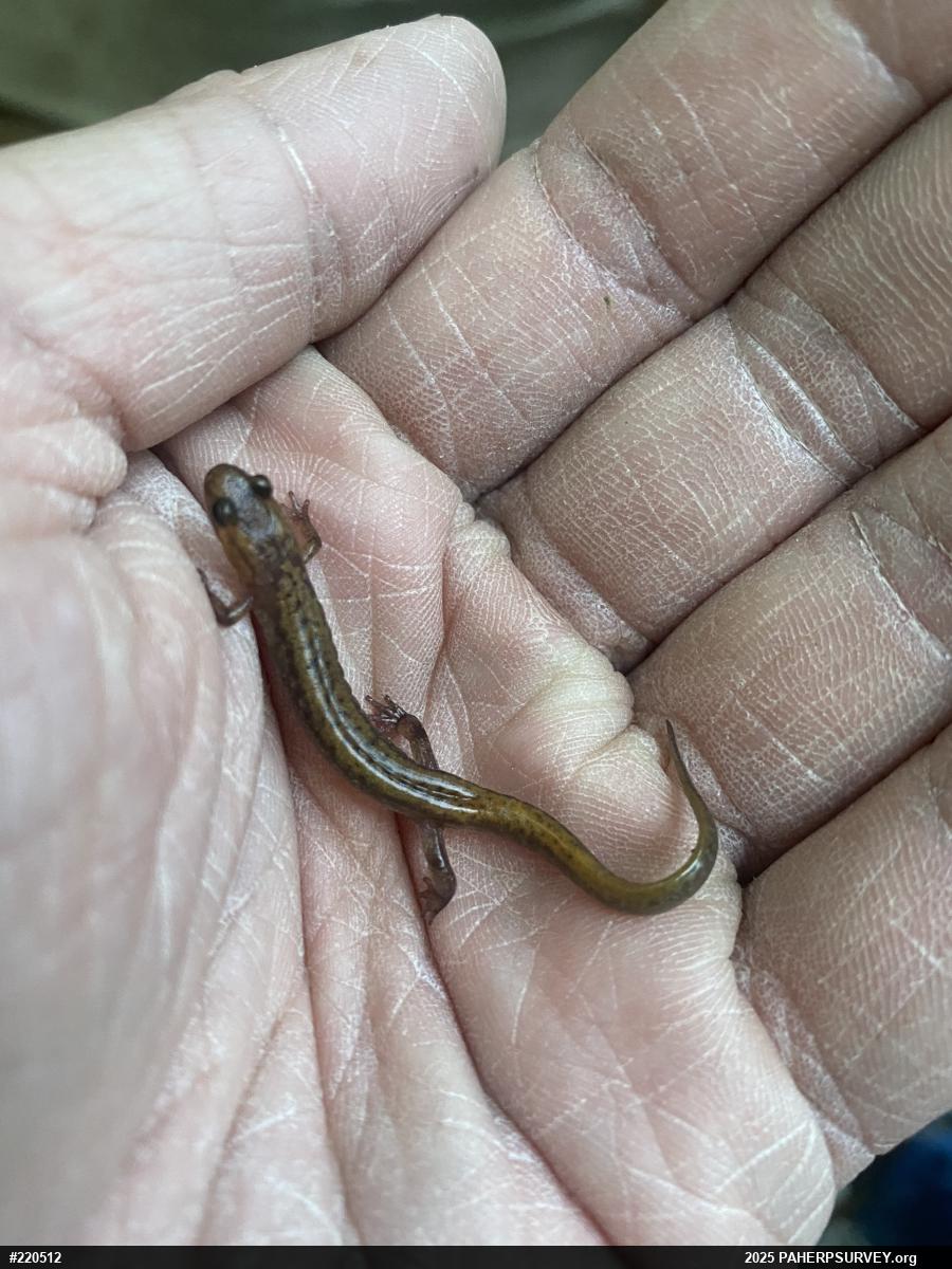 Allegheny Mountain Dusky Salamander