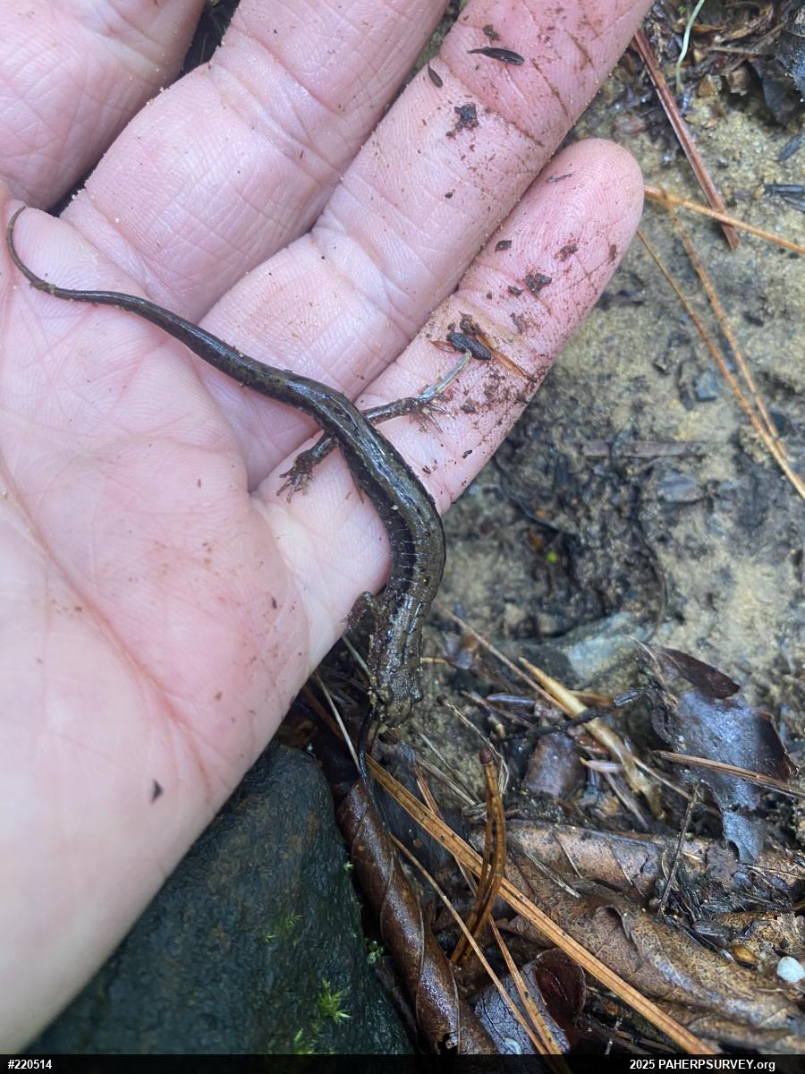 Allegheny Mountain Dusky Salamander