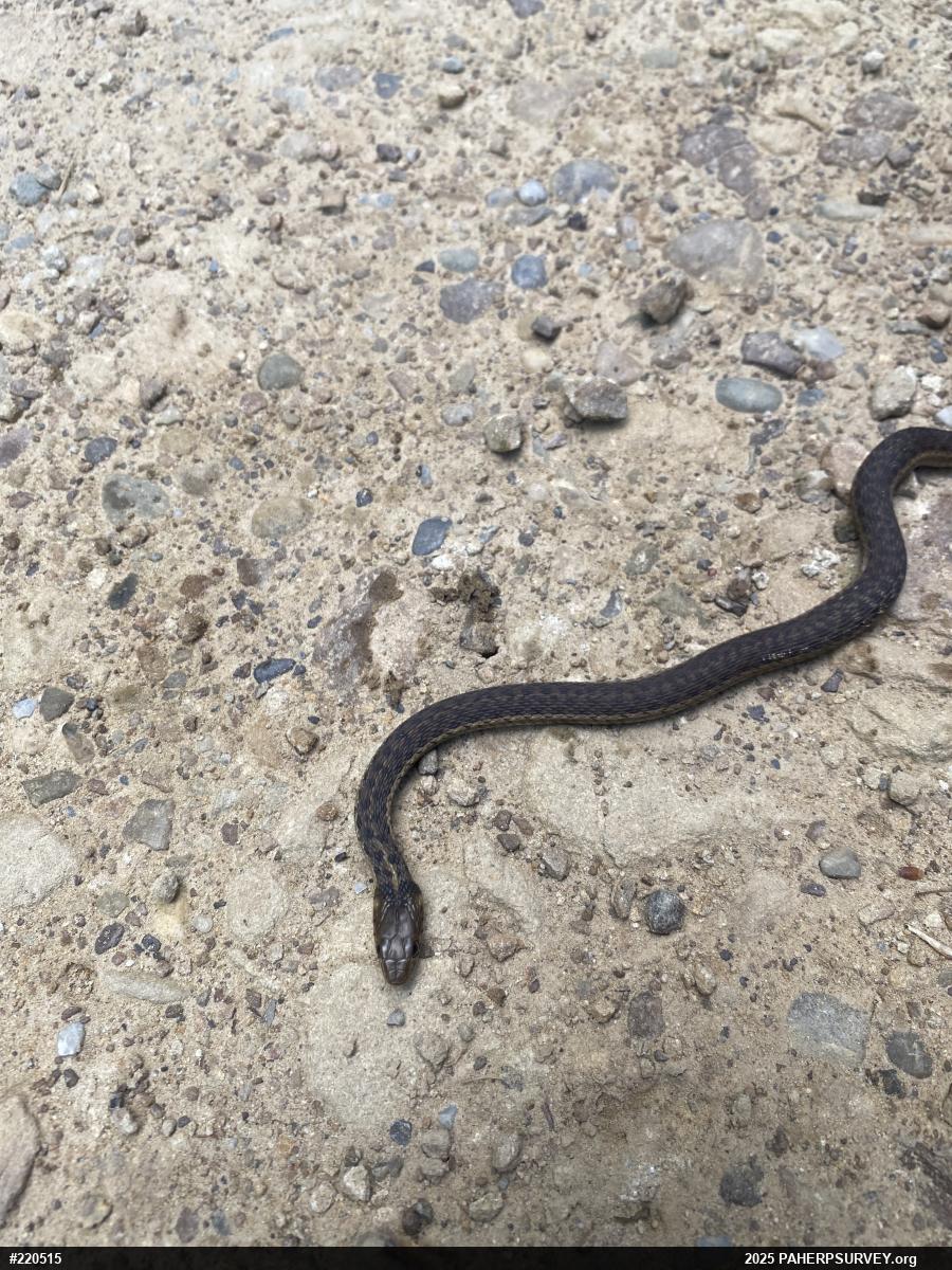 Eastern Gartersnake