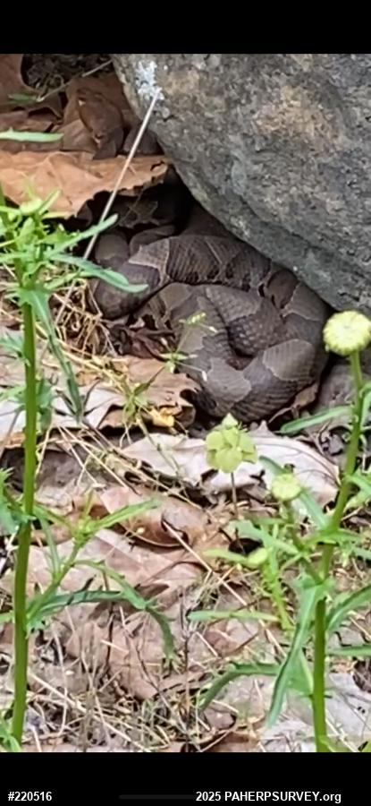 Northern Copperhead