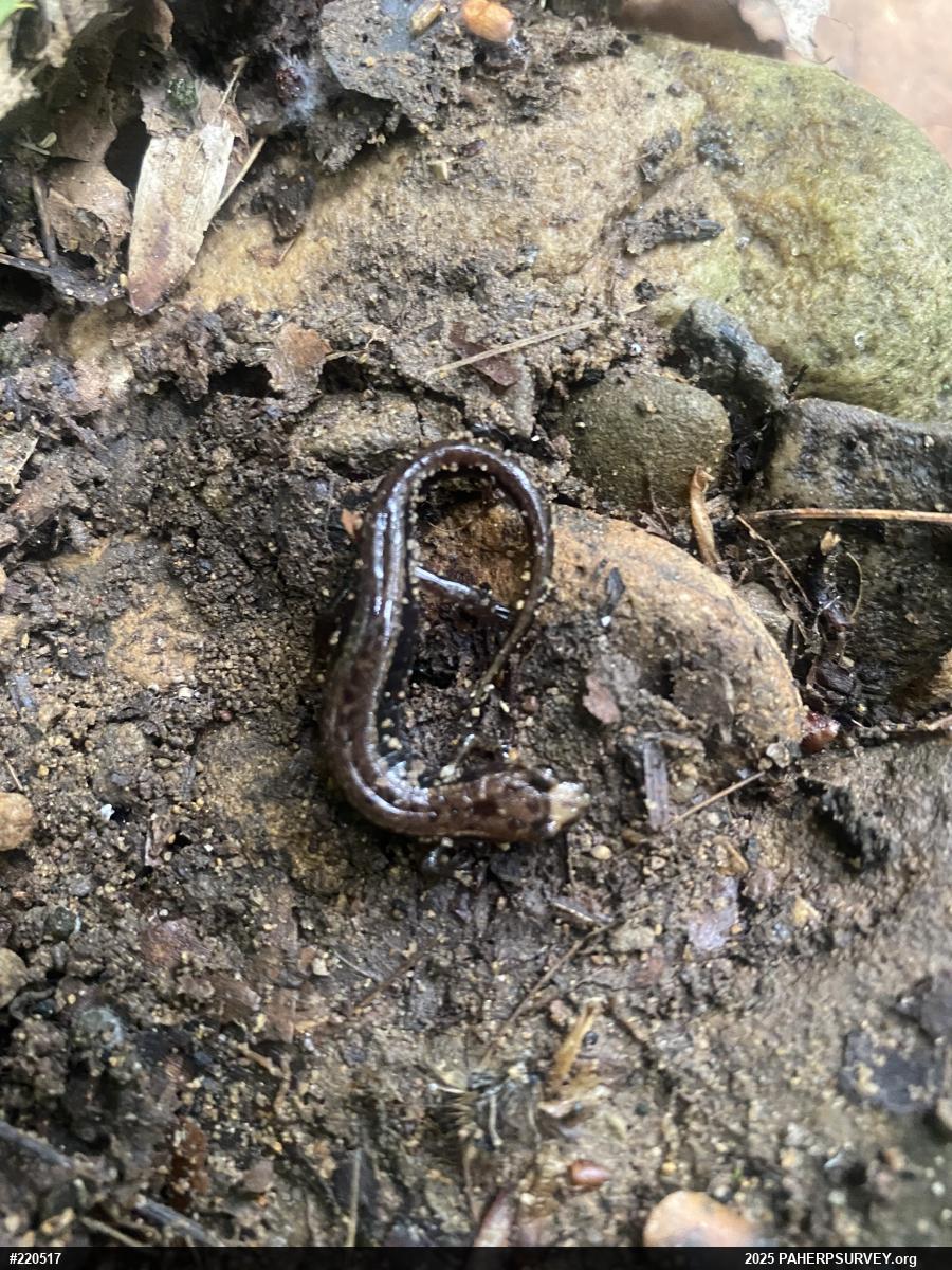 Allegheny Mountain Dusky Salamander