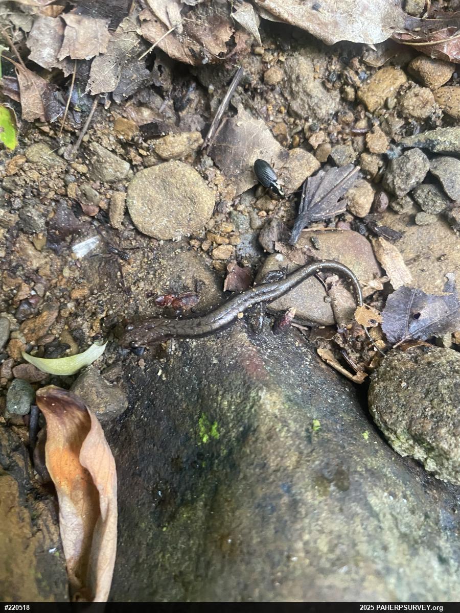 Allegheny Mountain Dusky Salamander