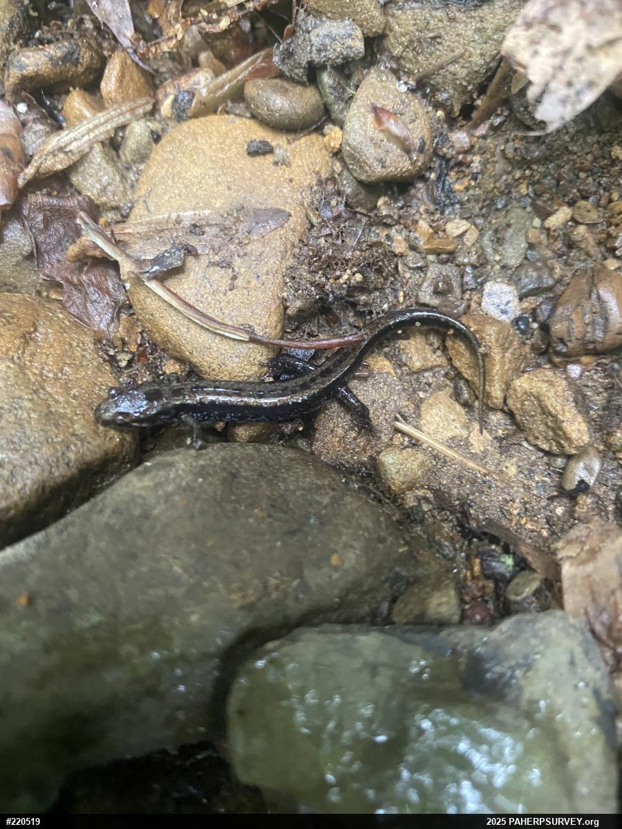 Northern Dusky Salamander