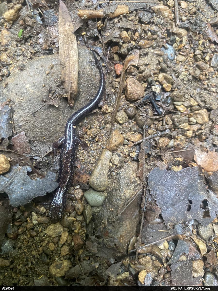 Allegheny Mountain Dusky Salamander
