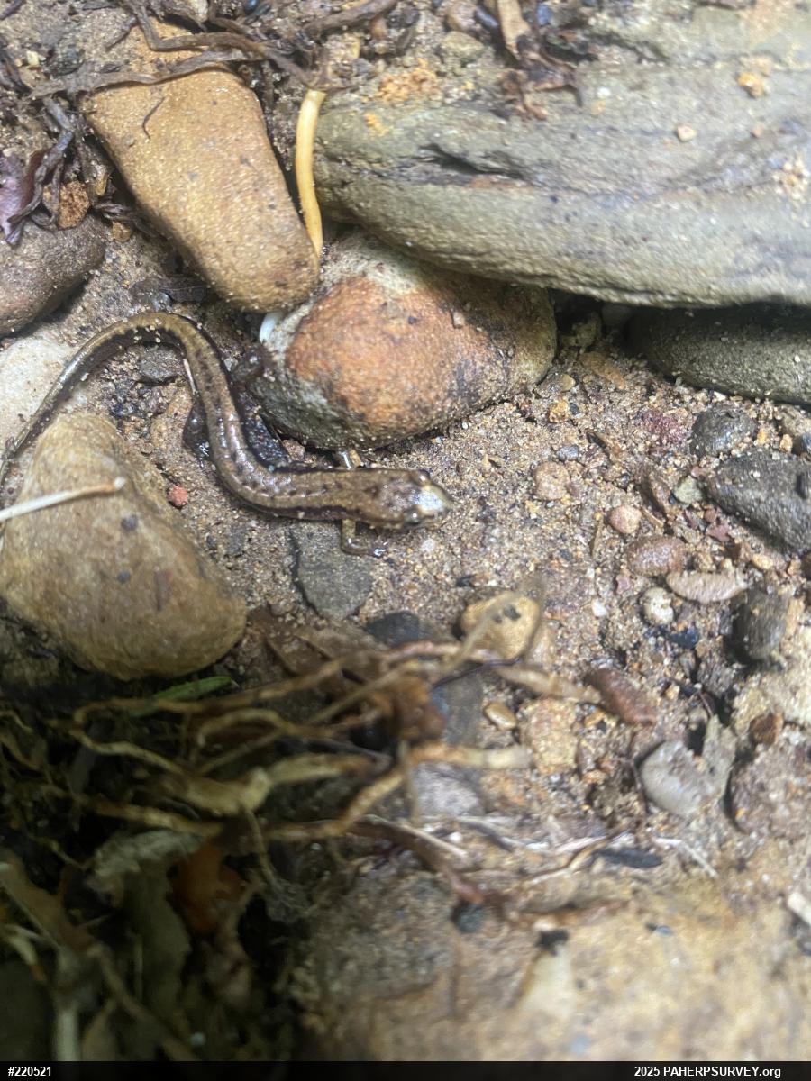 Allegheny Mountain Dusky Salamander