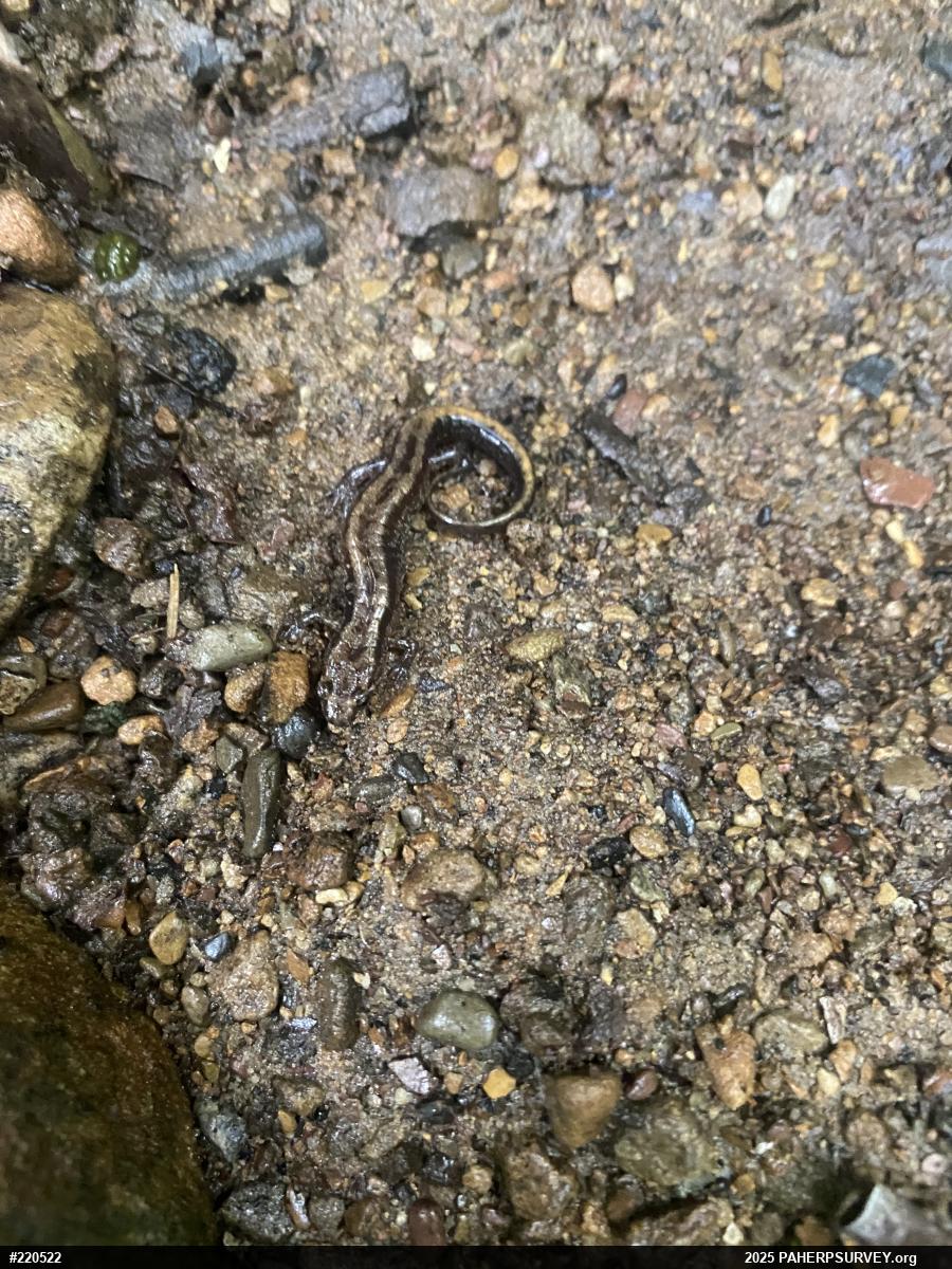 Allegheny Mountain Dusky Salamander