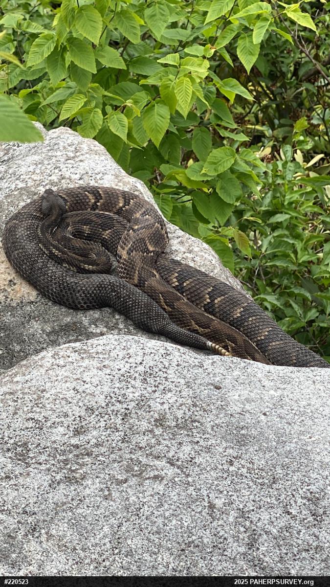 Timber Rattlesnake